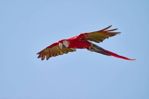 Scarlet Macaw Ara Macao at Flight, captive, Lower Saxony, Germany, Europe