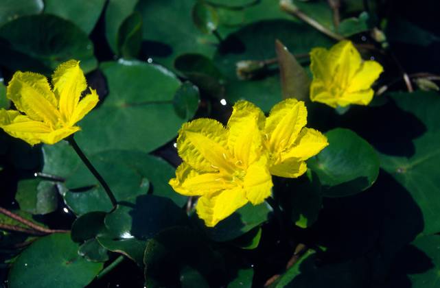 Nymphoides peltata, Seekanne, fringed waterlily Nymphoides peltata ...