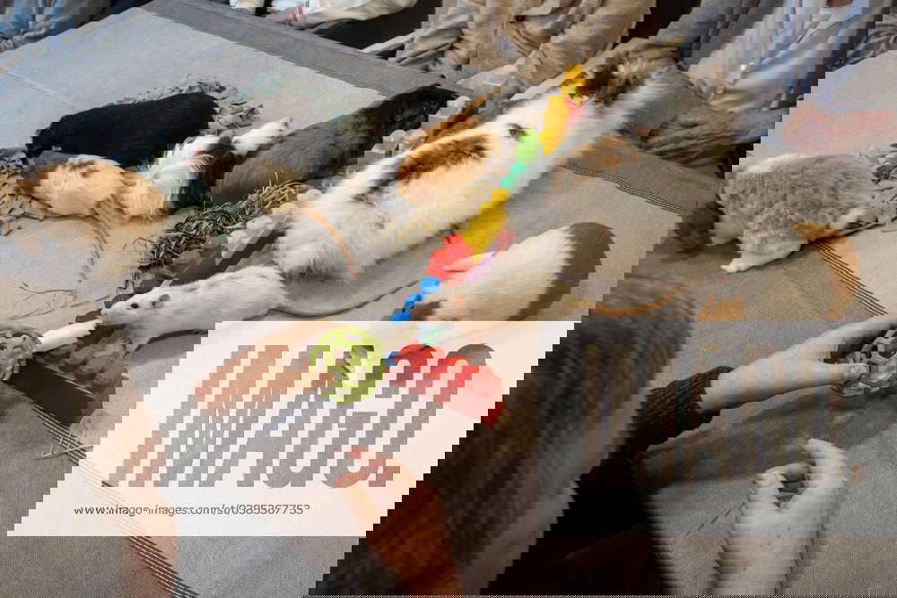  Animals in nursing homes 27 12 2023 France SeineetMarne Bourron