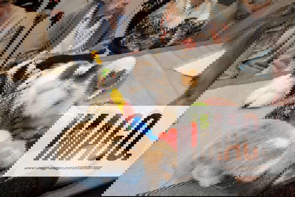  Animals in nursing homes 27 12 2023 France SeineetMarne Bourron