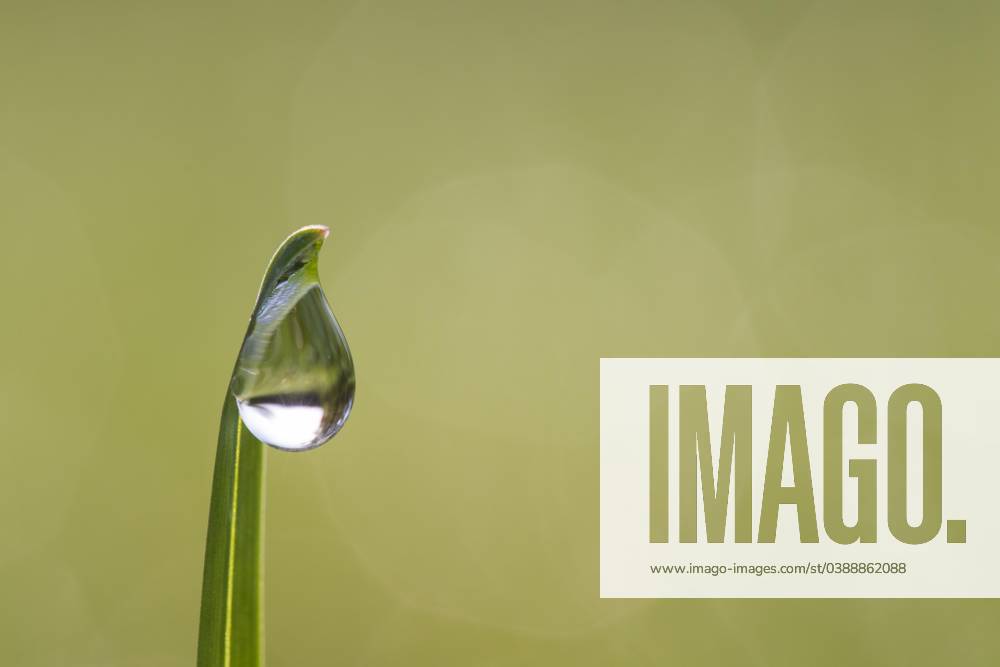 Closeup one to a Blade of grass hanging Dewdrop, Blade of grass at