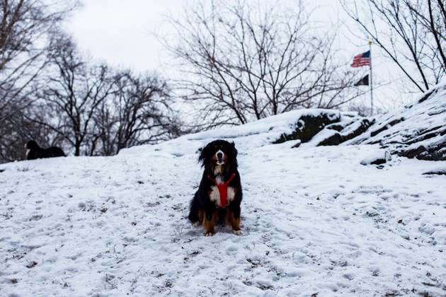 New York City Witnessing 1 inch of Snow after almost 2 years. (NEW) New ...