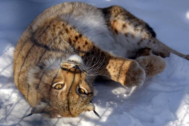 VINNYTSIA, UKRAINE - JANUARY 16, 2024 - Eurasian lynx is seen in the ...