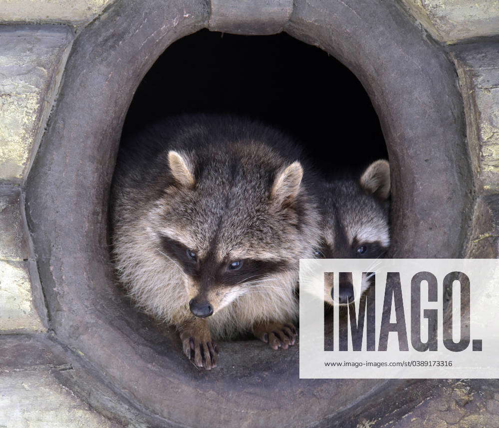 vinnytsia-ukraine-january-16-2024-common-racoons-procyon-lotor