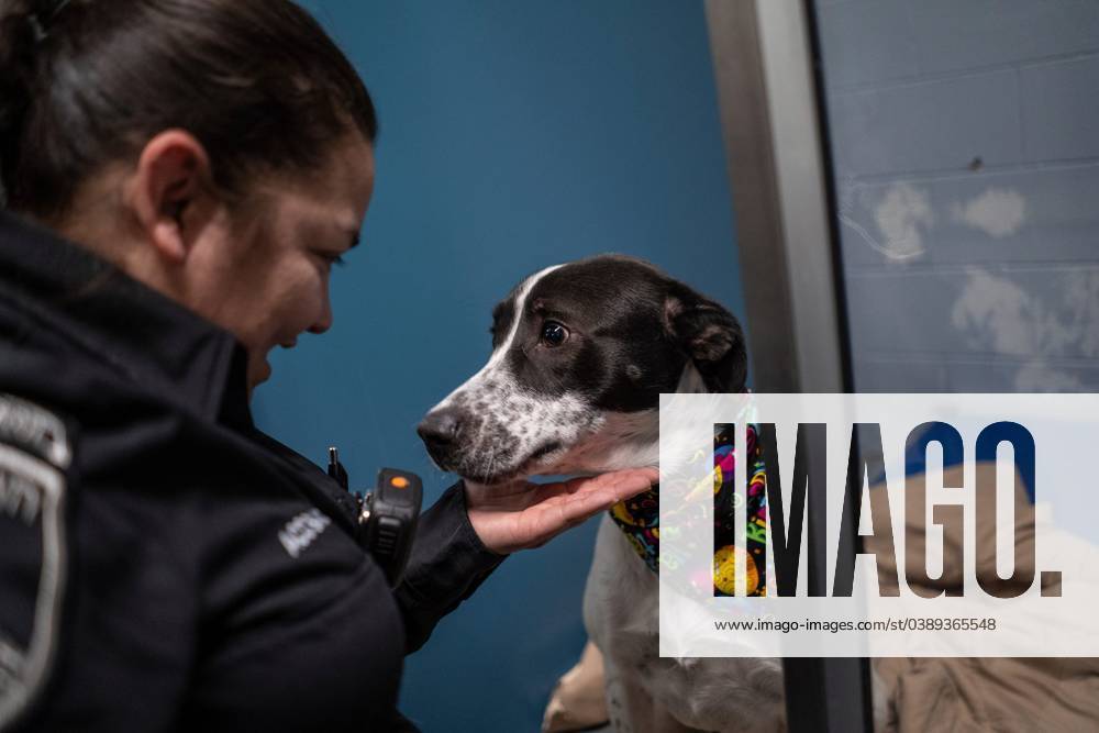 Syndication: Detroit Free Press Macomb County Animal Control deputy ...