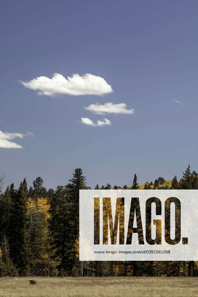 Trees changing colors with season vertical Greer, Arizona, United States