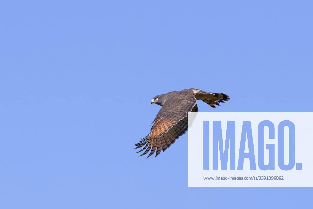 Flying Roadside Hawk (Rupornis magnirostris), Serra da Canastra ...