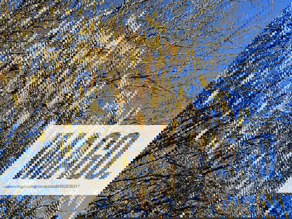 Hazelnut catkin, Corylus avellana, is a native bush or tree species that can cause allergies