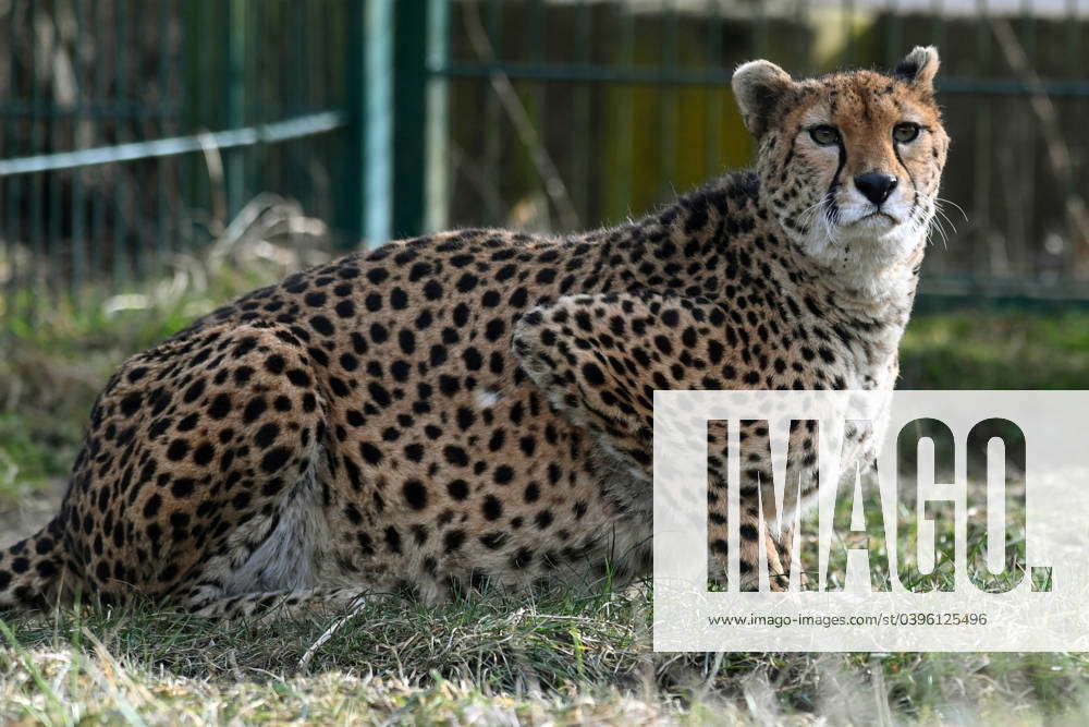 Two new female North African Cheetahs (Acinonyx jubatus soemmeringii ...