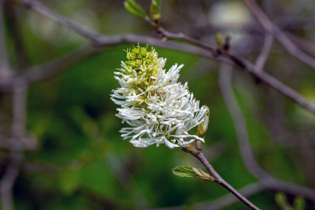 Flower of a large witch alder bush Flower of a large witch alder bush ...