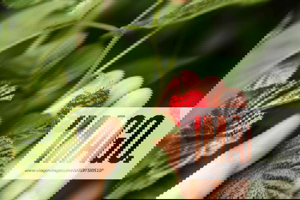 Hand picked freshly raspberries in garden Texas City, Texas, United States