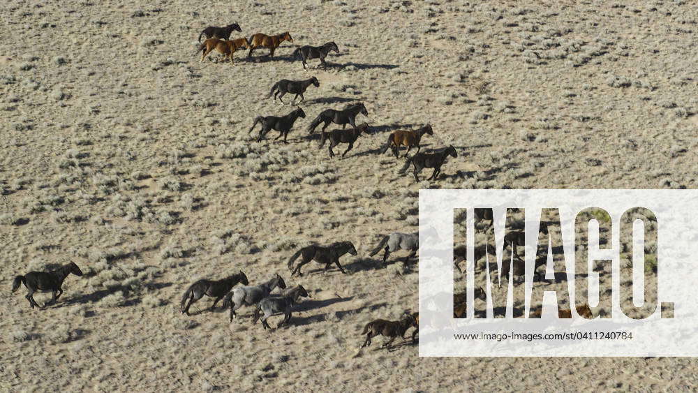 Wild mustangs running in landscape near Brazos, New Mexico, USA, 21.12. ...