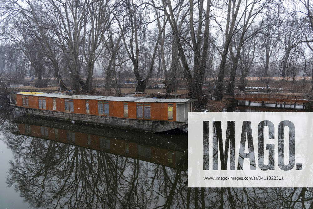 Snowfall in Srinagar, India 03 Jan 2024 Maple trees next to a