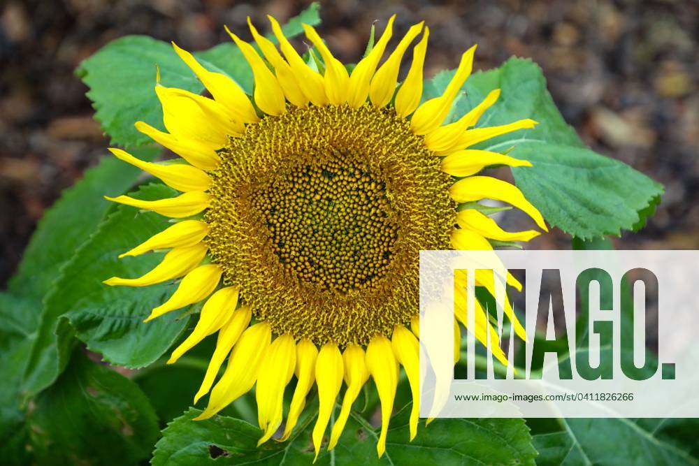 February 5, 2024, Florida, USA A sunflower rests in a rose garden on