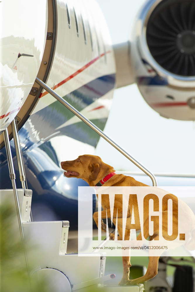Family dog running up stairs boarding airplane at private airport Addison Texas USA