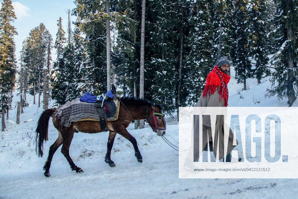 Cold weather after heavy snowfall in Kashmir, India 07 Feb 2024 A Kashmiri horseman walks along a