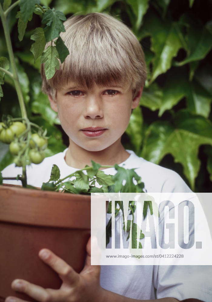 Boy holding Tomato Plant in a pot Tauranga Bay of Plenty New Zealand