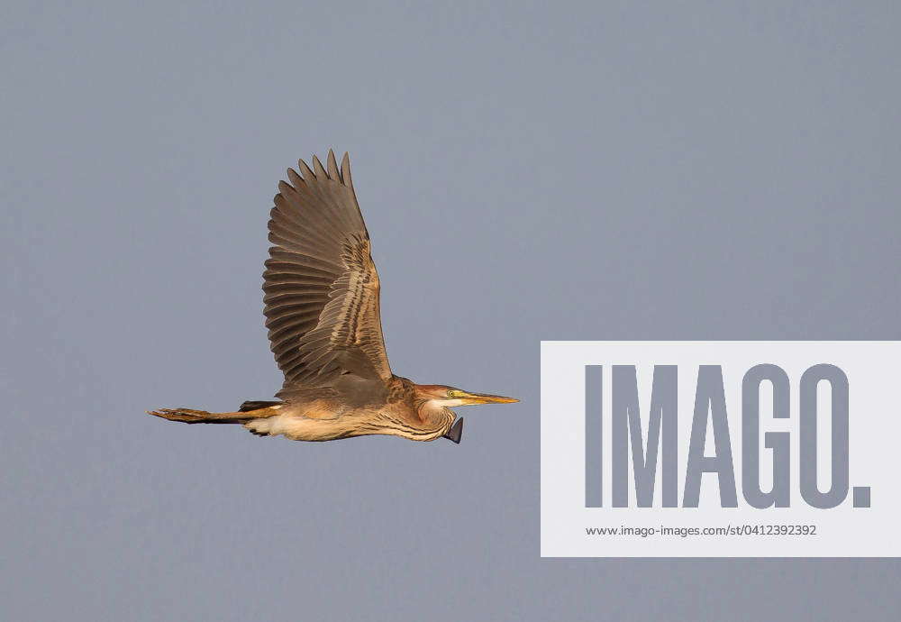 Purple heron, purple Herons Ardea purpurea , Young bird at Flight ...