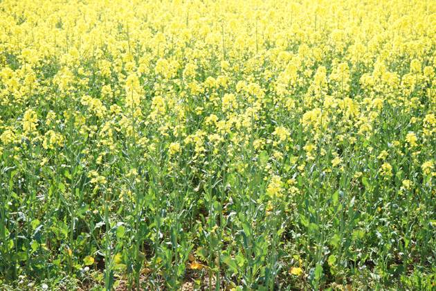 Vegetable Rapep A field of Rapeseed, also known as rape, oilseed rape, rapa, rappi ...