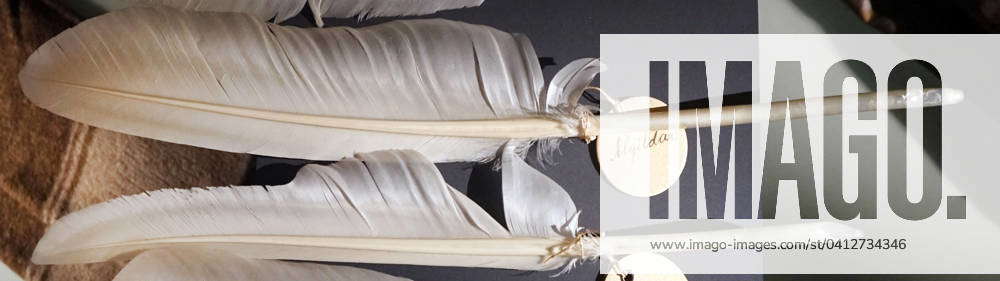 Swan feathers, used for quill pens. The feathers were gathered when the ...