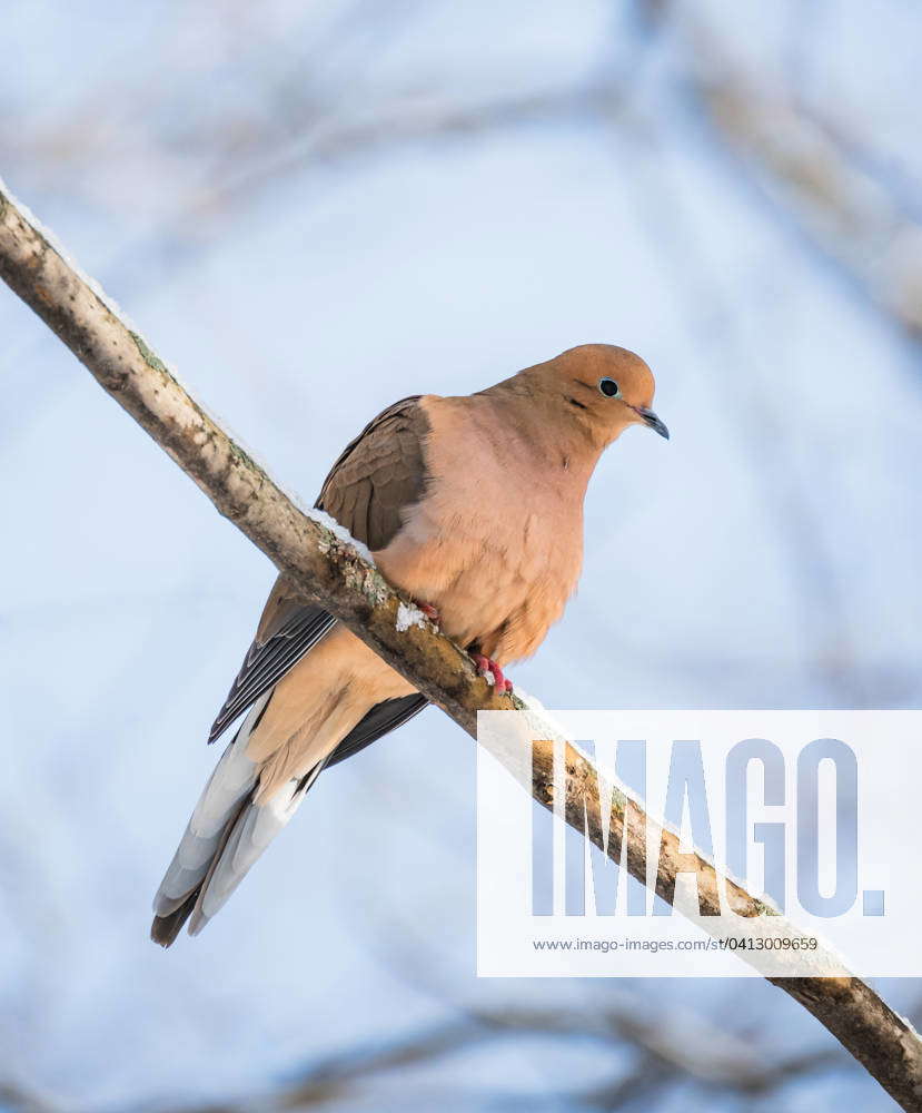 Close up of mourning dove sitting on snowy tree branch on winter day ...