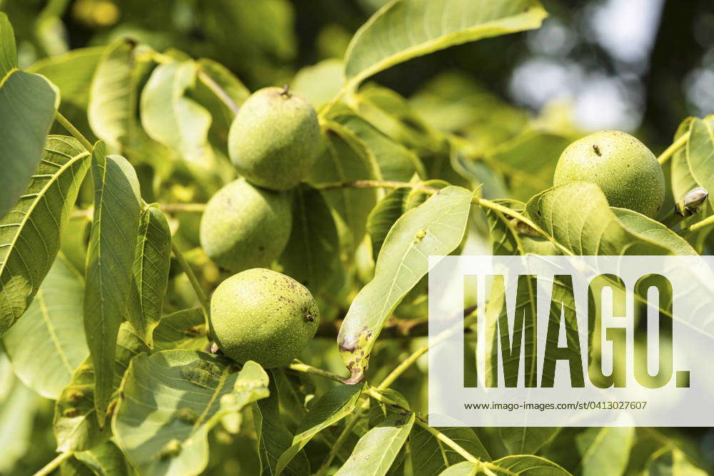 Walnut tree, Real Walnut tree, Walnut, Wal Nut, Nussbaum Juglans Regia ...