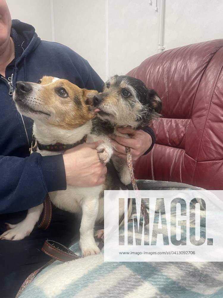 A Pair Of Jack Russell Who Have Fallen For Each Other Are Looking For A