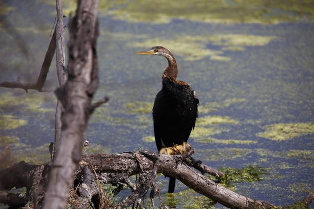 Oriental Darter at a Ast on Lake