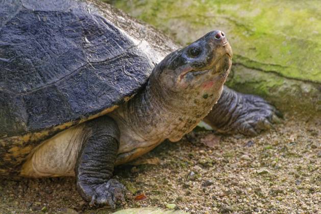 Arau Schienenschildkröte (podocnemis Expansa) Im Amazonas - Brasilien