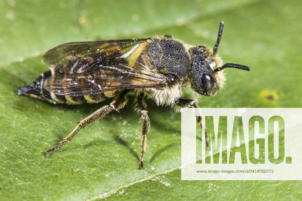 red Cone bee Coelioxys rufescens , sits at a Leaf, Germany Rufescent ...