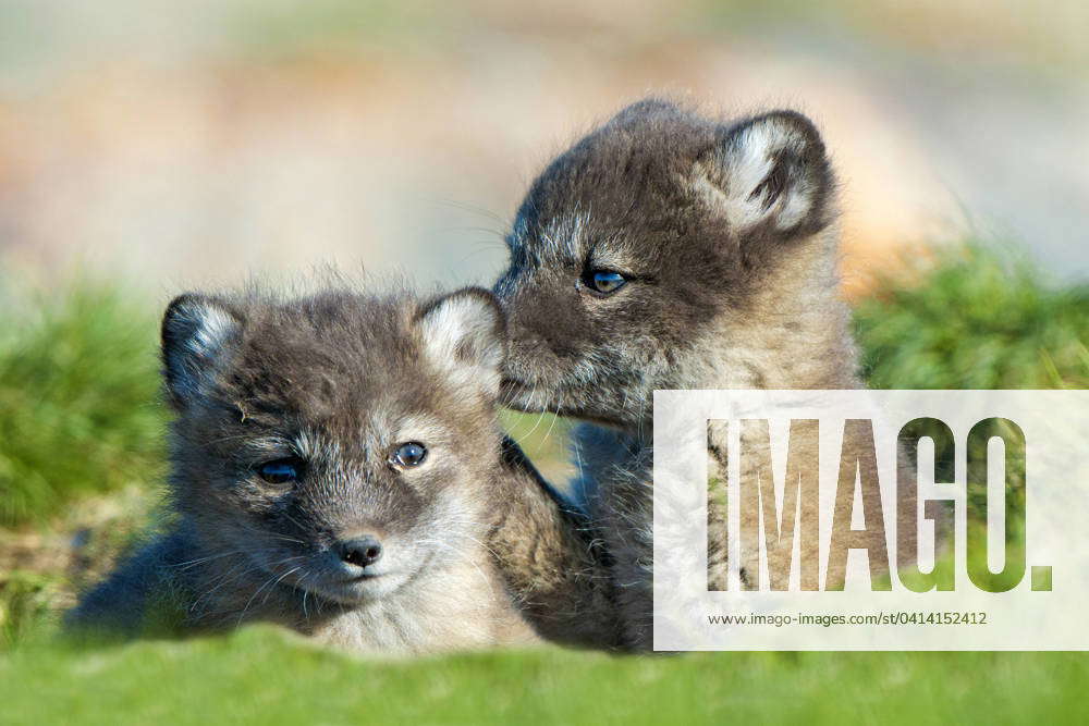 Arctic fox pups (Alipex lagopus) at the mouth of their natal den ...