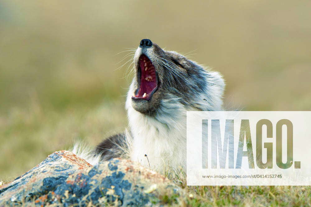 Arctic fox (Alipex lagopus) in transitional summer pelage, Victoria ...