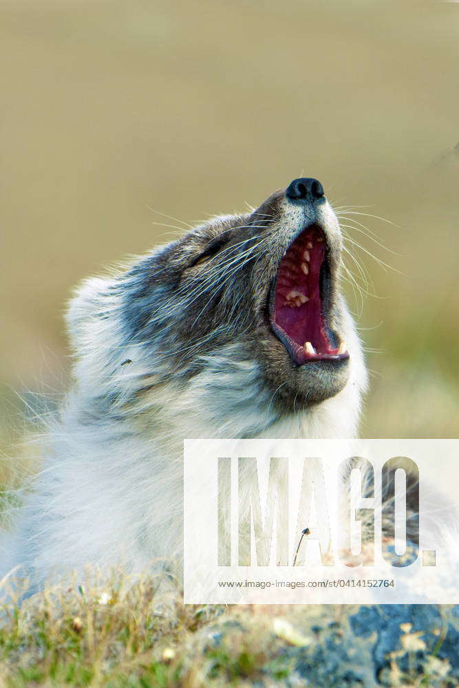 Arctic fox (Alipex lagopus) in transitional summer pelage, Victoria ...