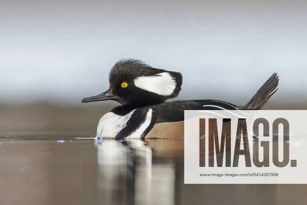 Hooded Merganser (Lophodytes cucullatus) in the ocean near Victoria ...