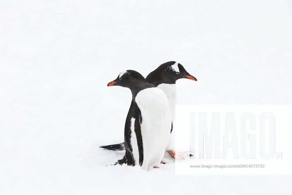 Two Gentoo Penguins walk along a Penguin highway, danco, antarctic ...