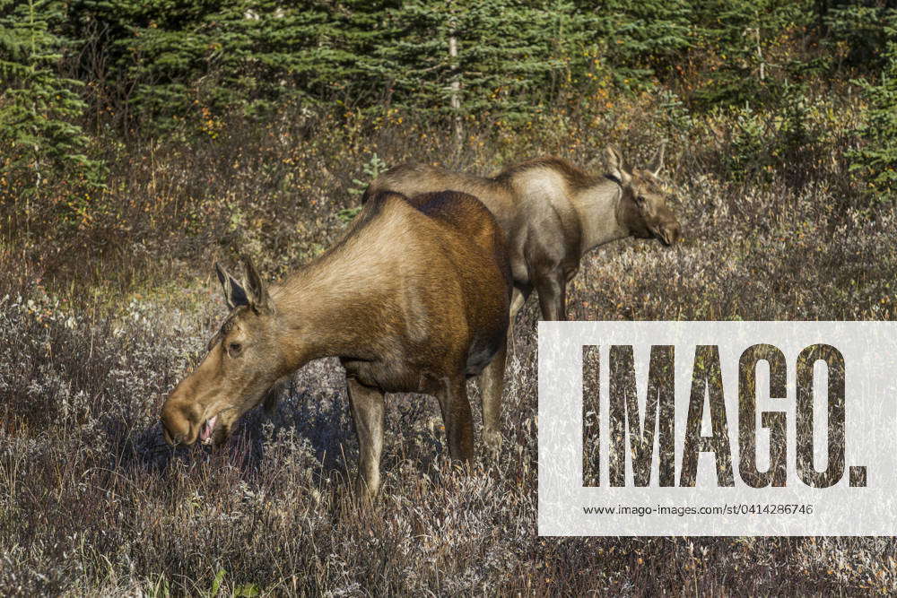 Female Moose and Calf