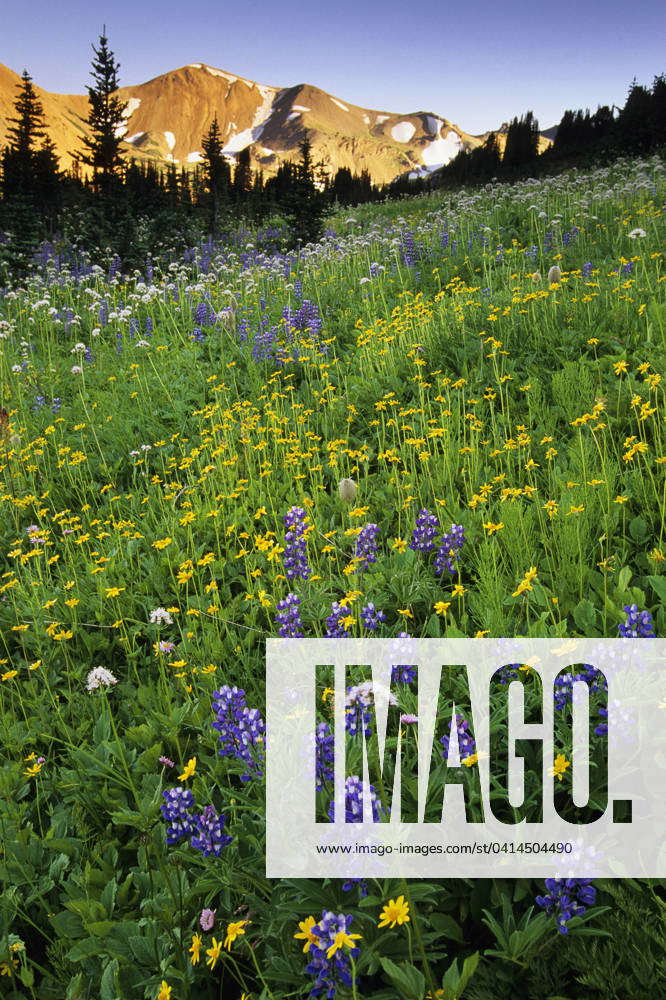 South Chilcotin Range, Taylor Basin, Lupine and Amica, Sunset