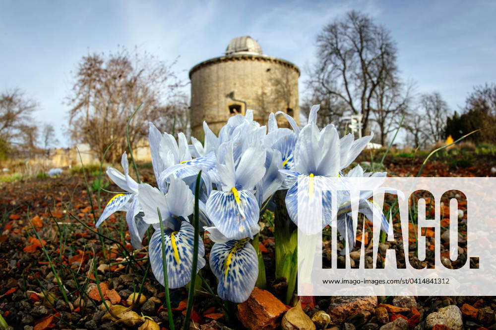 Erfurt , 180224 , egapark Erfurt , Spring bloomers in February In the ...