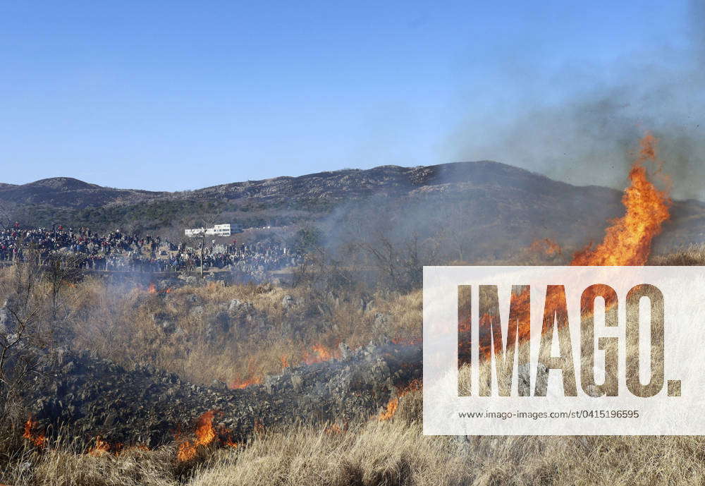 Mountain-burning event in Japan Grass is burnt during a yamayaki ...