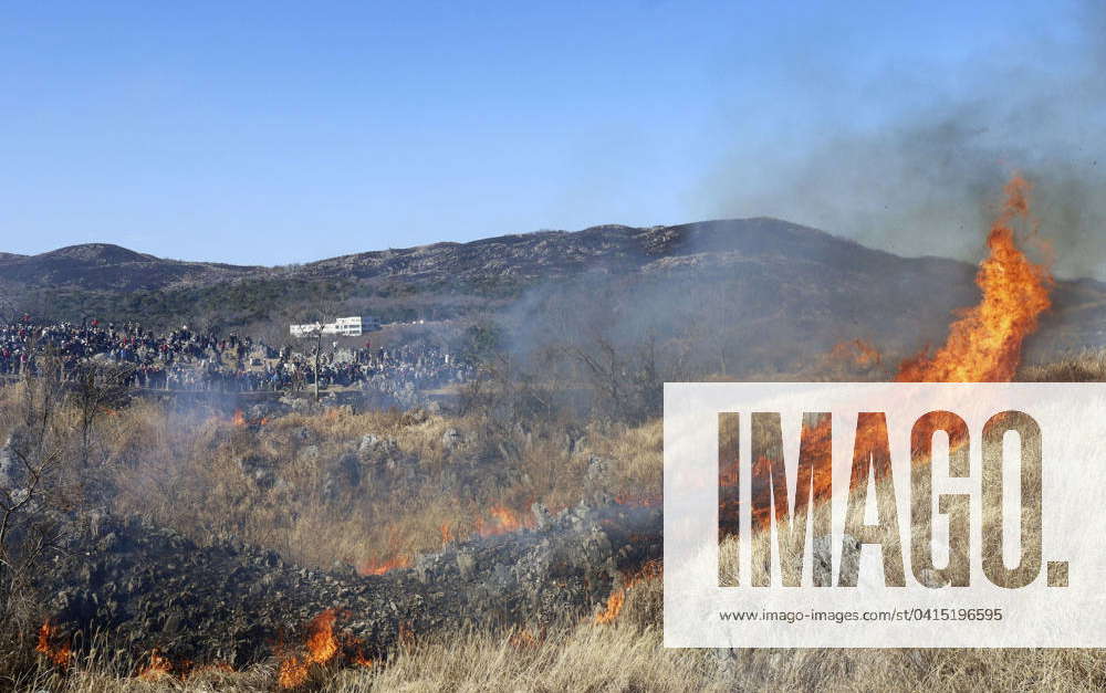 Mountain-burning event in Japan Grass is burnt during a yamayaki ...