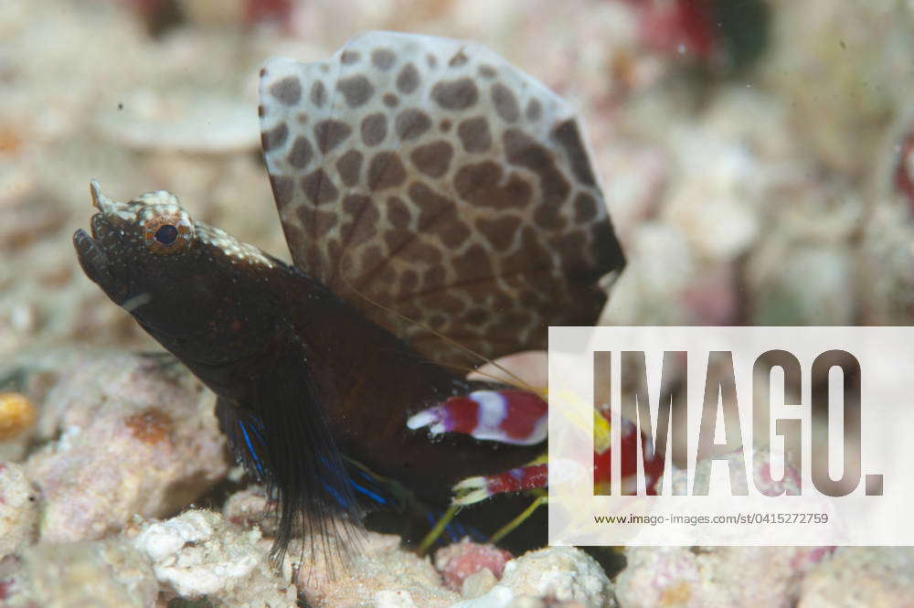 Randall s snapping shrimp, Alpheus randalli with Black Sailfin Goby ...