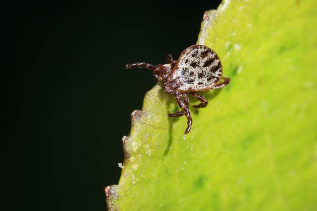 Alluvial tick, Auwald Tick, Meadow tick, Meadows Tick, Buntzecke, bunt ...