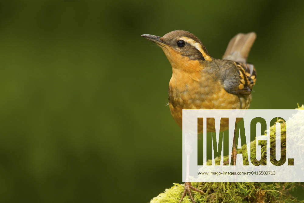 Varied Thrush, Ixoreus naevius, BC, Canada