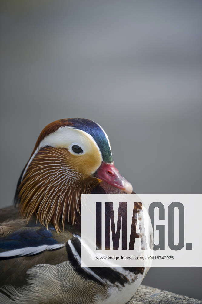 Closeup of an adult male mandarin duck (Aix galericulata) at Marina Park in Kirkland, Washington