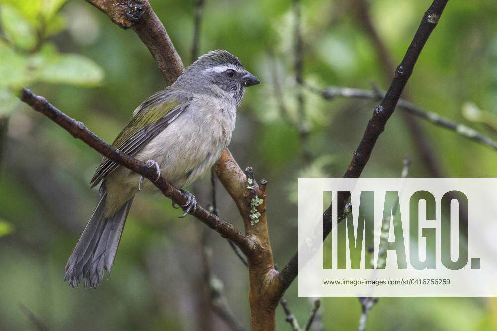 Green-winged Saltator (Saltator similis) perched on a branch in the ...