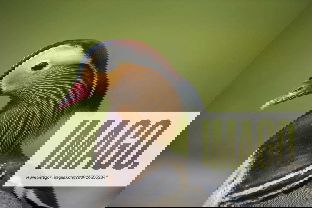 Closeup of an adult male mandarin duck (Aix galericulata) at Marina Park in Kirkland, Washington