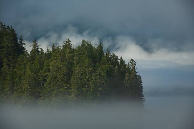 Trees peeking out through thick fog in Misty Fjords National Monument ...