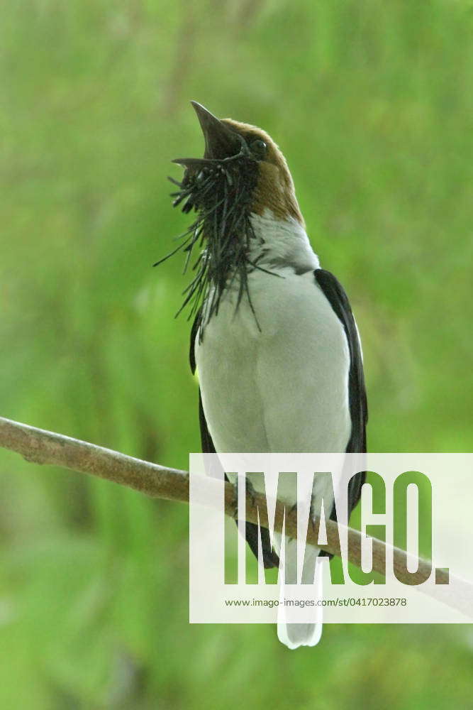 Bearded Bellbird (Procnias averano carnobarba