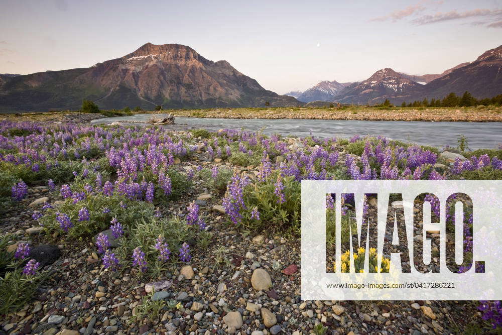 Wild lupine (lupinus sericeus) growing next to river in Waterton Lakes ...