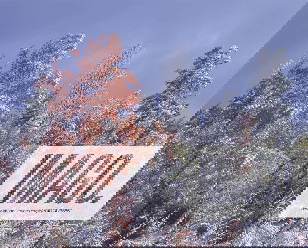 Aspens in snow, 70 Mile House, British Columbia, Canada